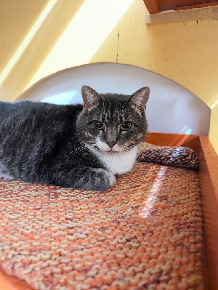 Ember, an adoptable Domestic Short Hair in Salmon, ID, 83467 | Photo Image 1