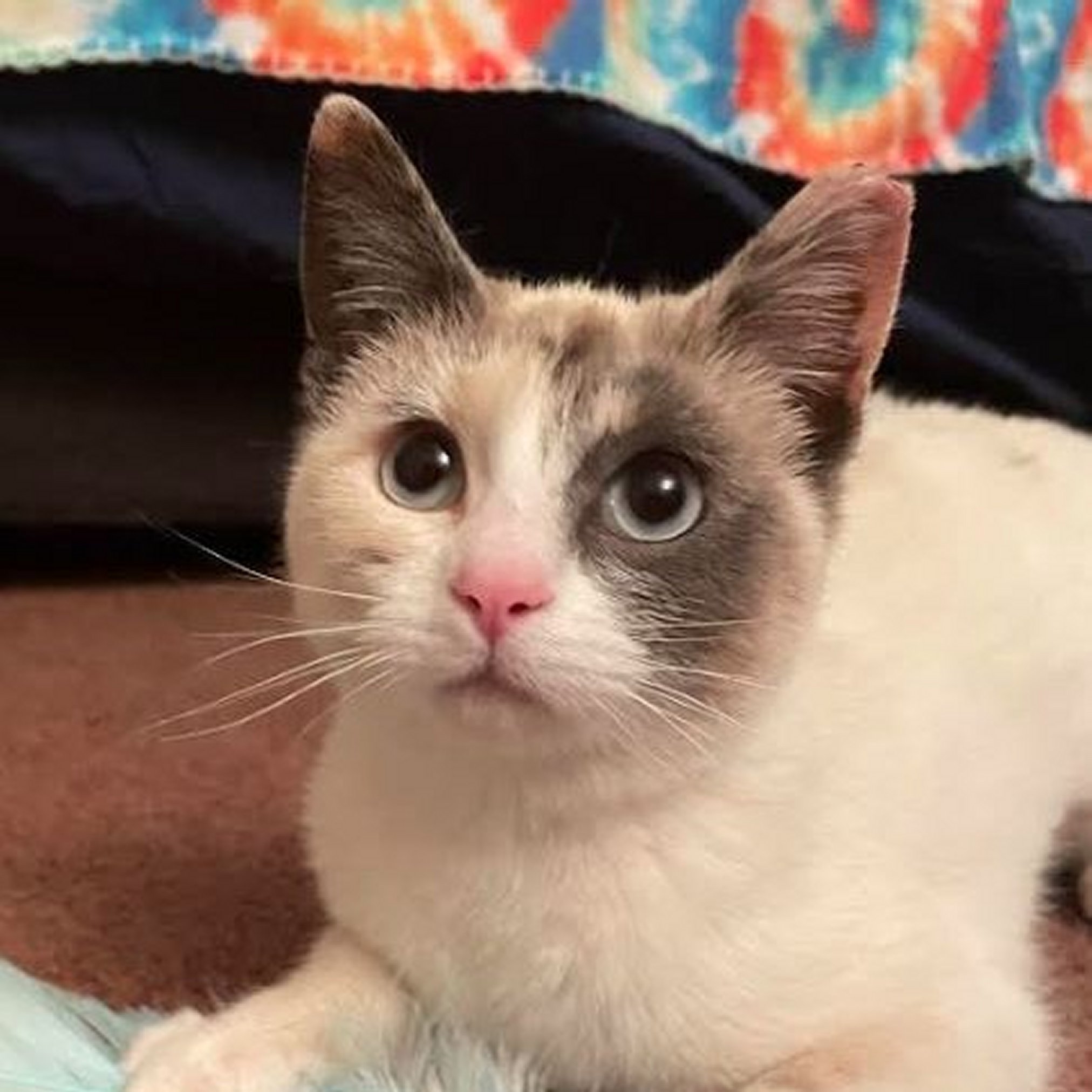 Kite, an adoptable Domestic Short Hair, Siamese in Santa Fe, NM, 87501 | Photo Image 1