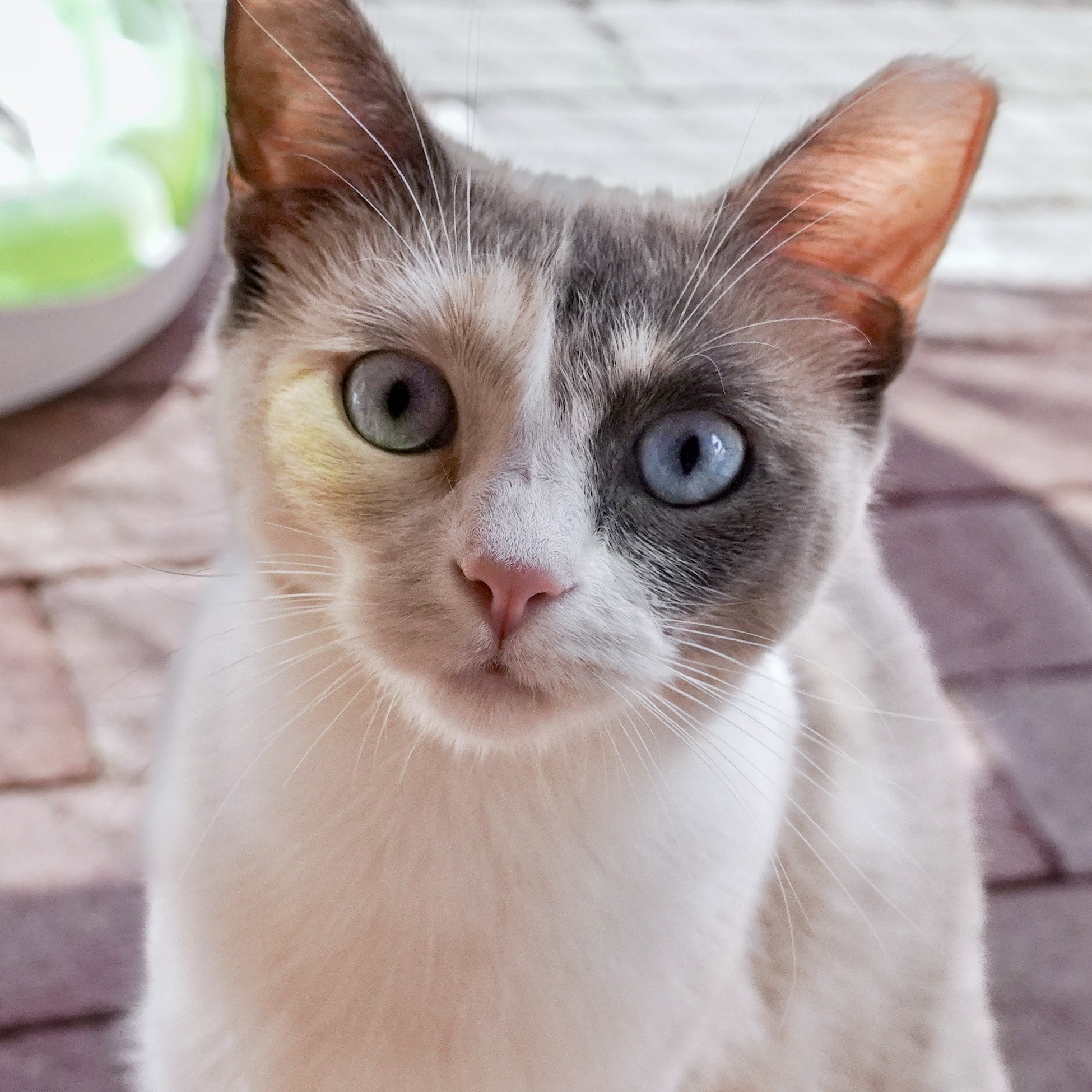 Kite, an adoptable Domestic Short Hair, Siamese in Santa Fe, NM, 87501 | Photo Image 5