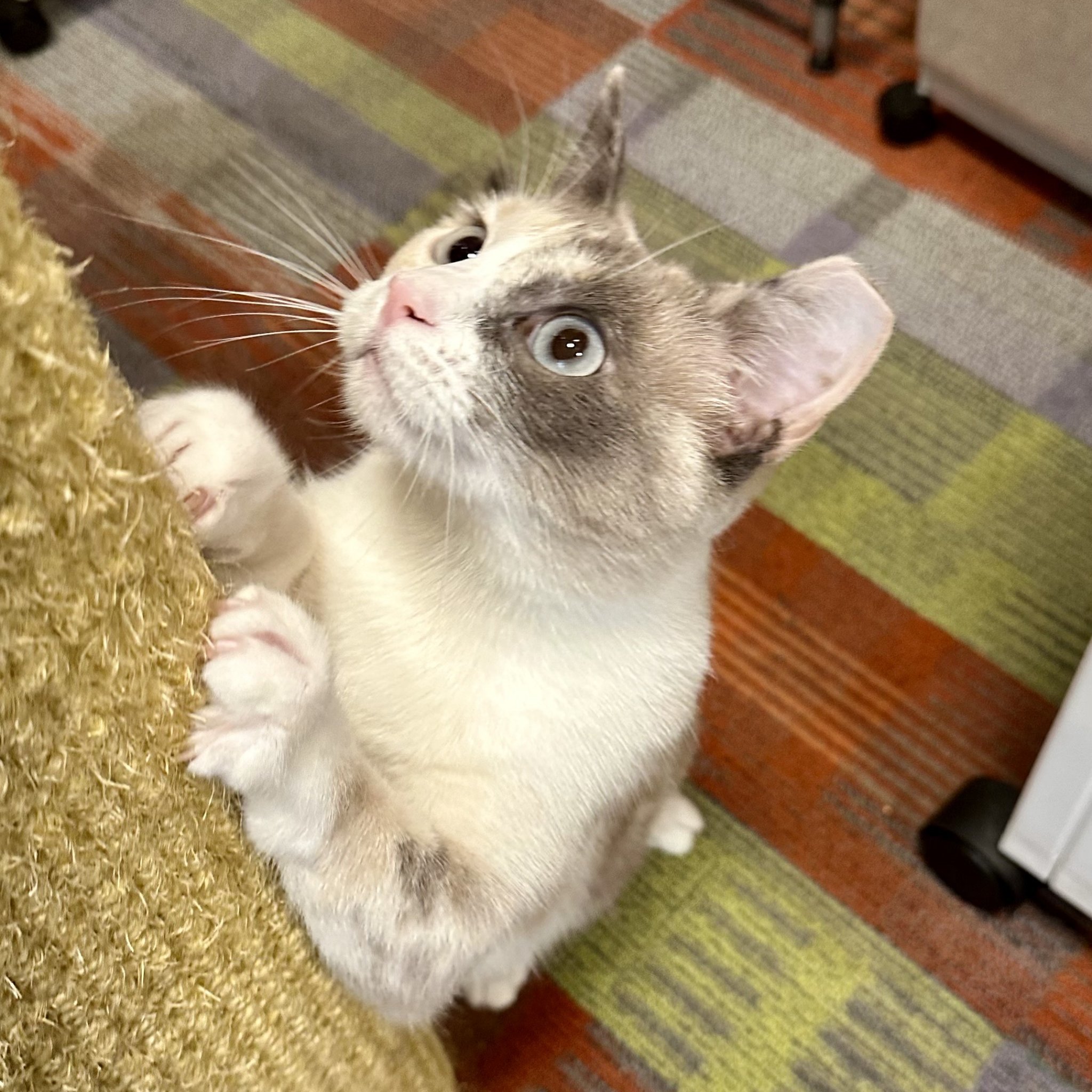 Kite, an adoptable Domestic Short Hair, Siamese in Santa Fe, NM, 87501 | Photo Image 6