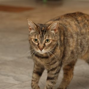 Delilah Tabby Cat