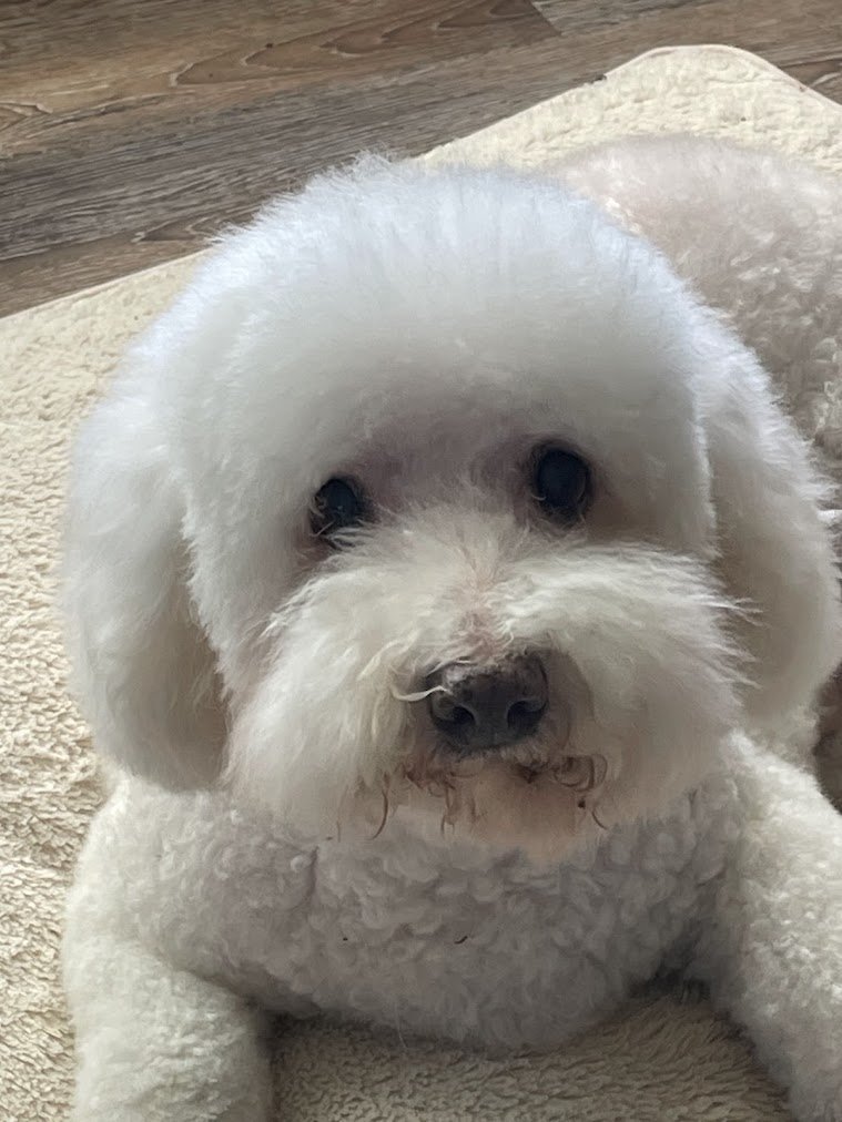 Sir Edwin, an adoptable Poodle, Bichon Frise in Redding, CA, 96099 | Photo Image 1