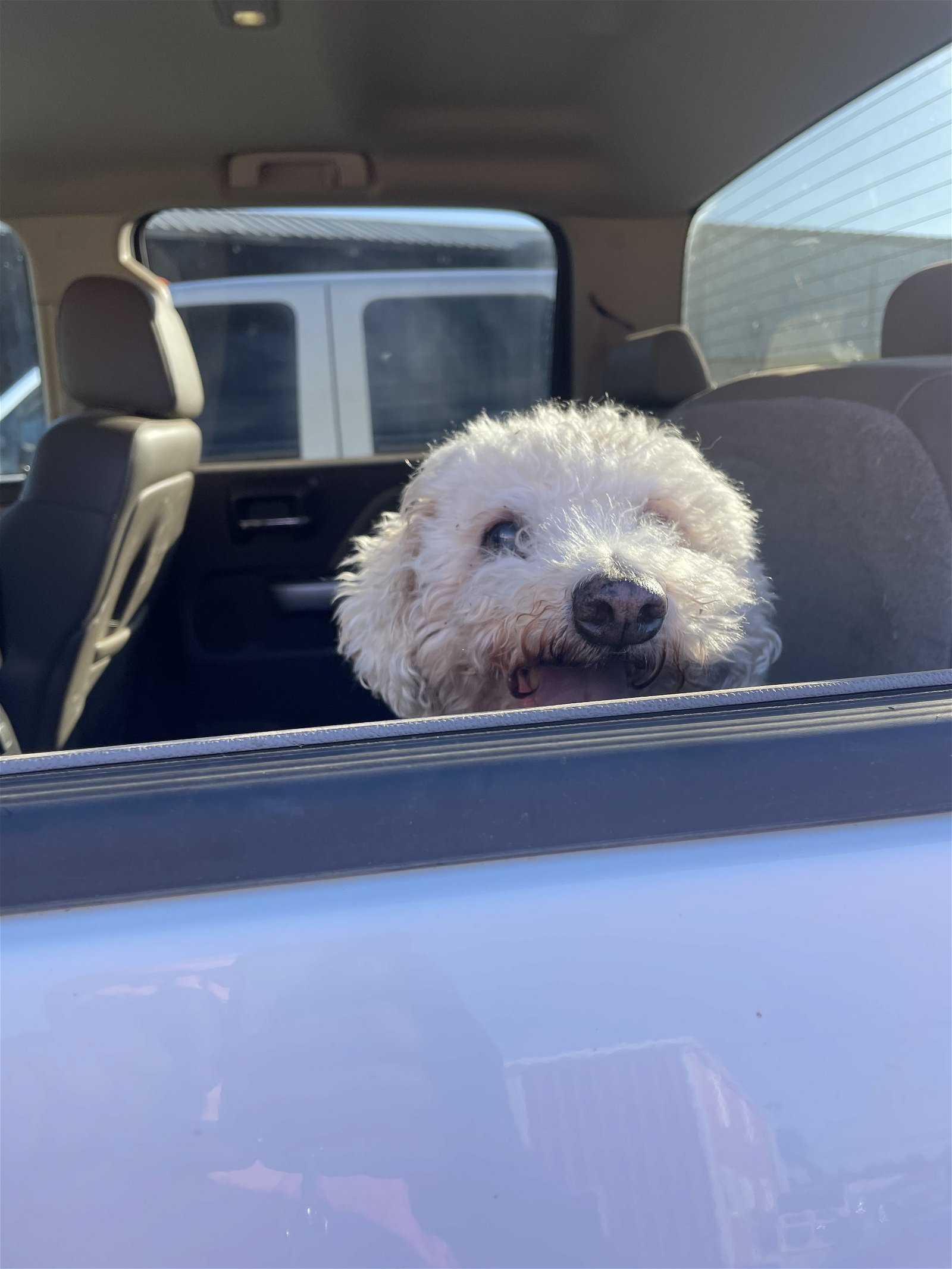 Sir Edwin, an adoptable Poodle, Bichon Frise in Redding, CA, 96099 | Photo Image 2