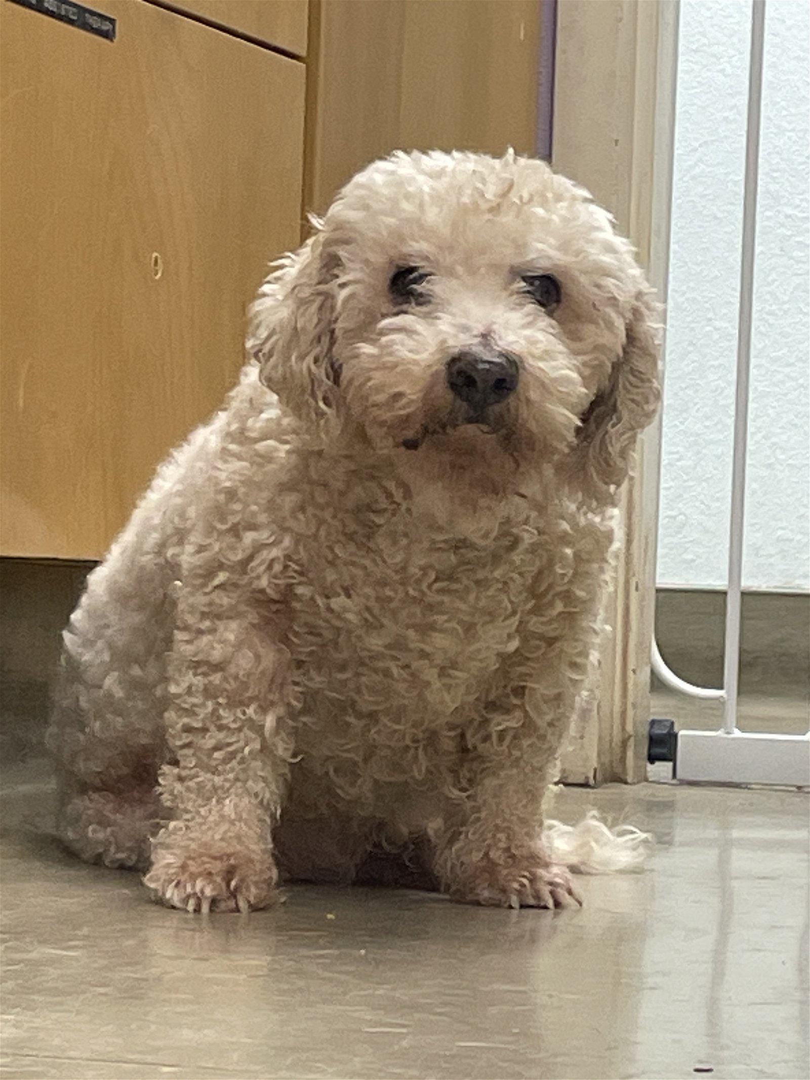 Sir Edwin, an adoptable Poodle, Bichon Frise in Redding, CA, 96099 | Photo Image 3