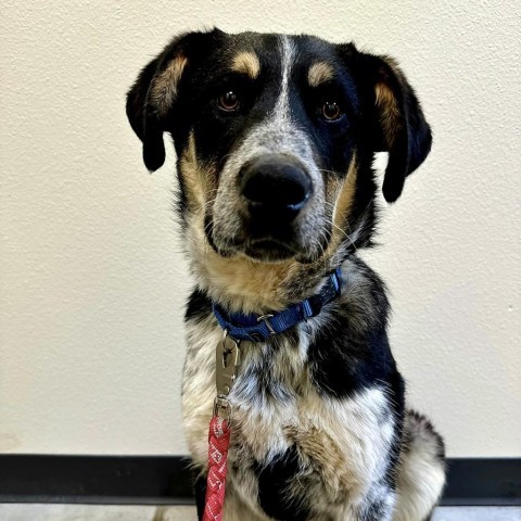 Nick, an adoptable Mixed Breed, Australian Cattle Dog / Blue Heeler in Cody, WY, 82414 | Photo Image 1