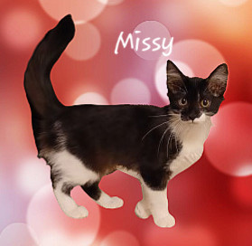 LOVELY MEDIUM-HAIRED KITTEN DOB 1524 Meet Missy the enchanting tuxedo kitten 