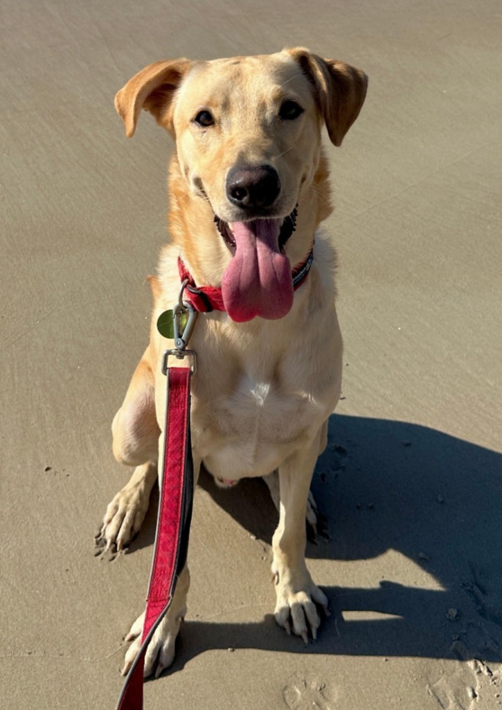 Houston, an adoptable Labrador Retriever in San Juan de Abajo, NAY, 63732 | Photo Image 1