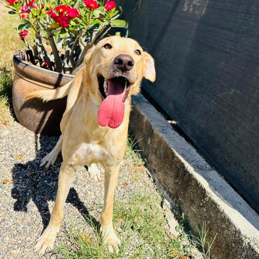 Houston, an adoptable Labrador Retriever in San Juan de Abajo, NAY, 63732 | Photo Image 2