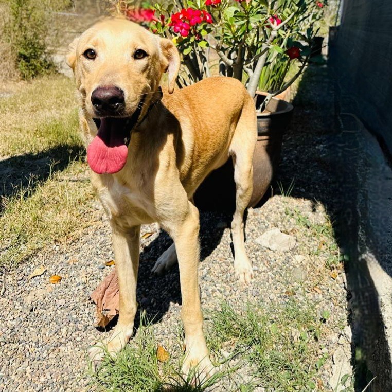 Houston, an adoptable Labrador Retriever in San Juan de Abajo, NAY, 63732 | Photo Image 3