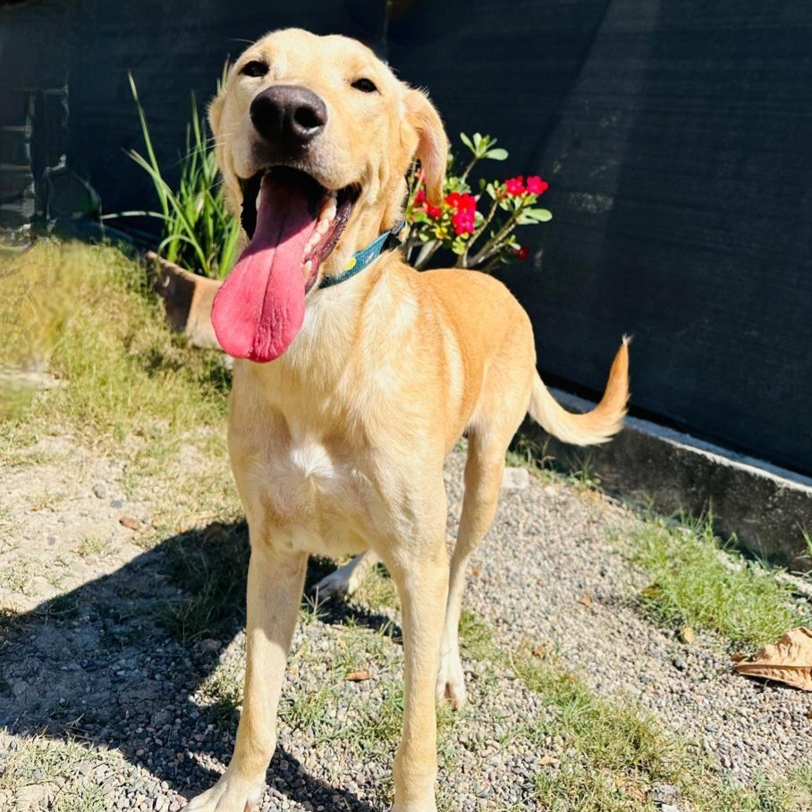 Houston, an adoptable Labrador Retriever in San Juan de Abajo, NAY, 63732 | Photo Image 4