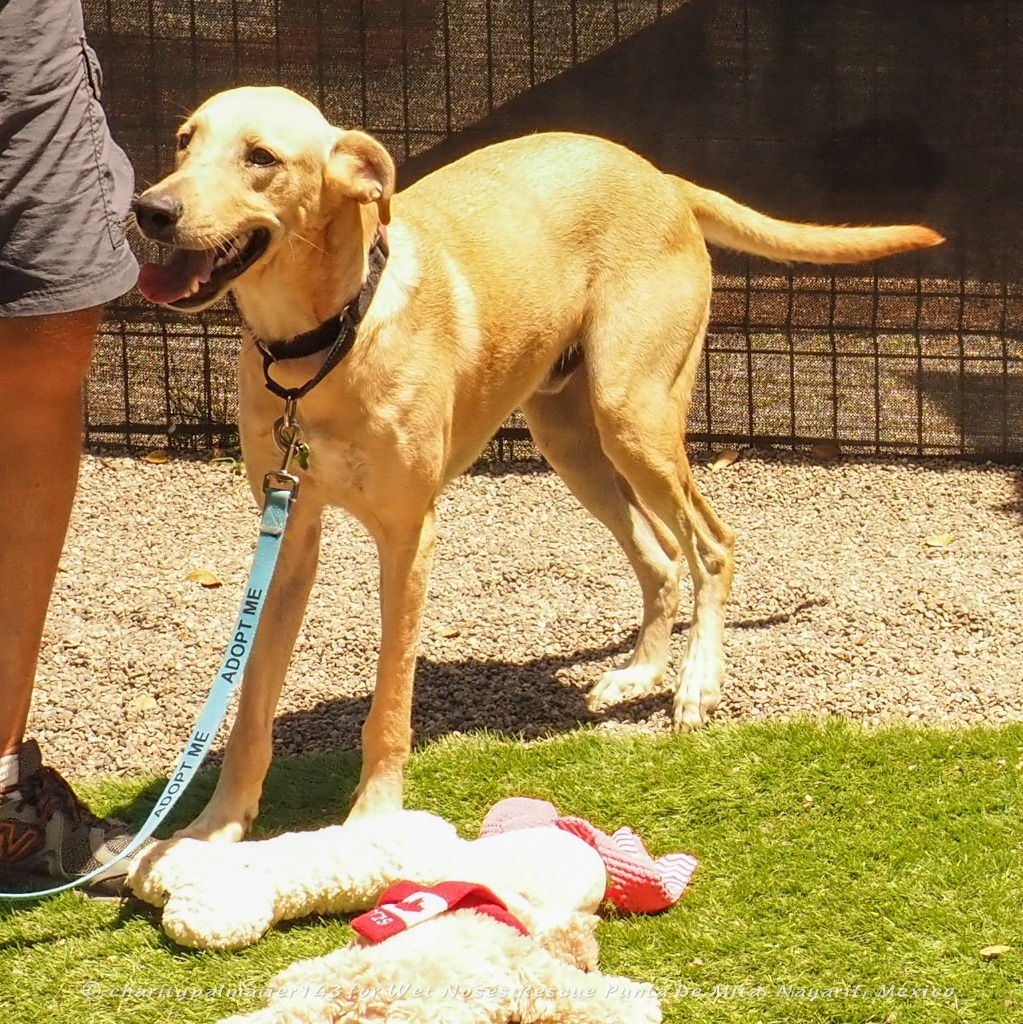 Houston, an adoptable Labrador Retriever in San Juan de Abajo, NAY, 63732 | Photo Image 5