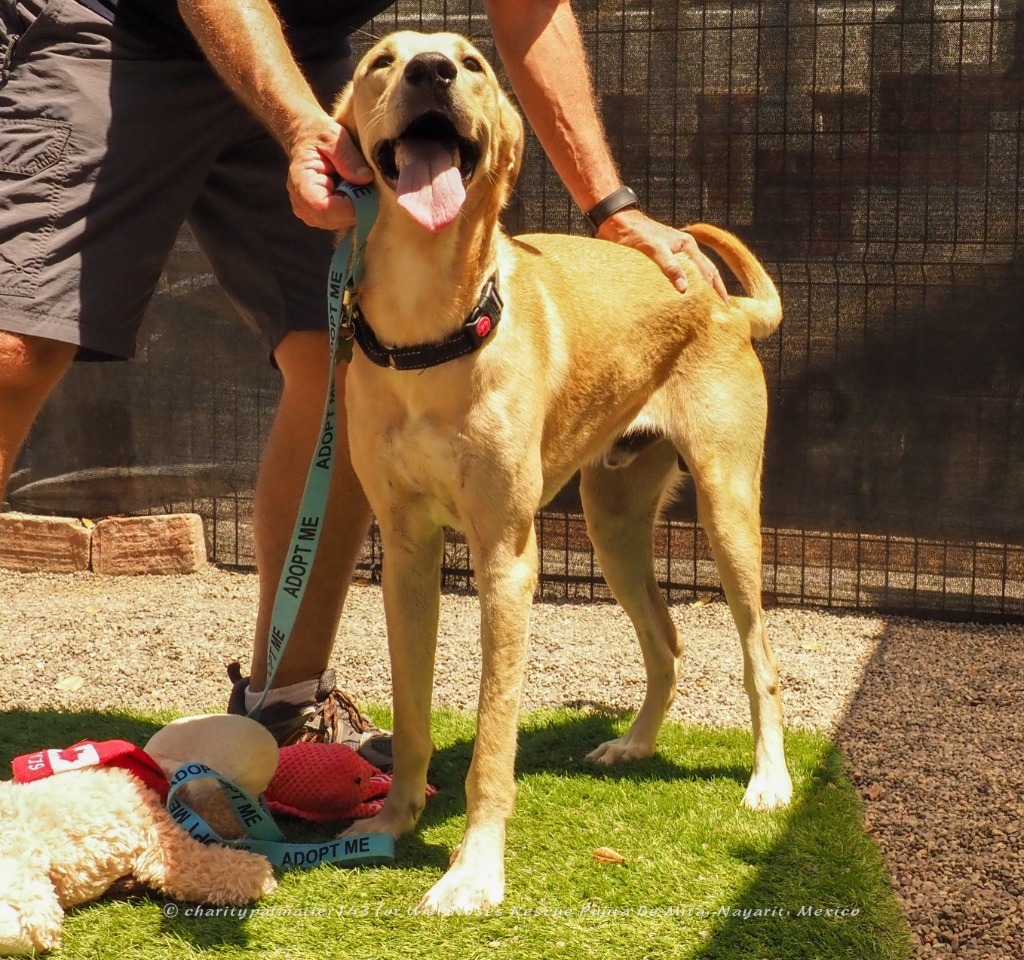 Houston, an adoptable Labrador Retriever in San Juan de Abajo, NAY, 63732 | Photo Image 6