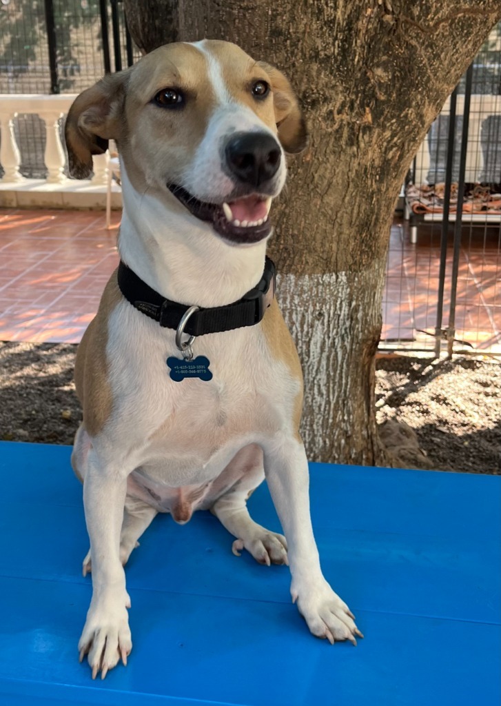 Bronx, an adoptable Mixed Breed in San Juan de Abajo, NAY, 63732 | Photo Image 1