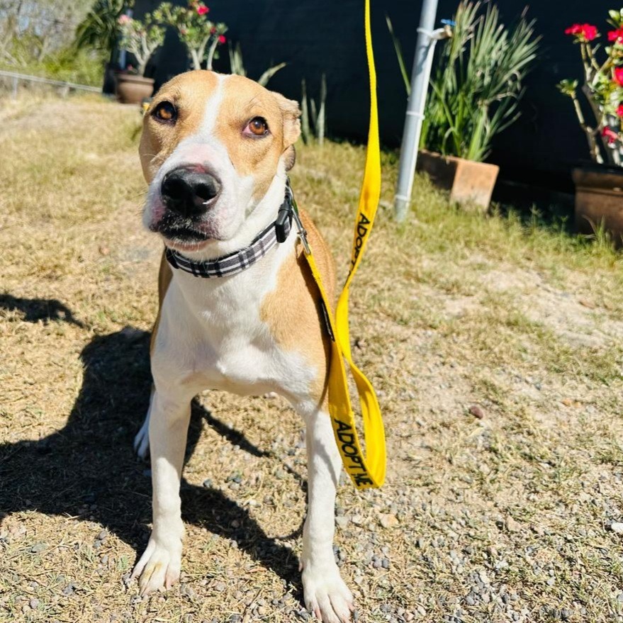 Bronx, an adoptable Mixed Breed in San Juan de Abajo, NAY, 63732 | Photo Image 2