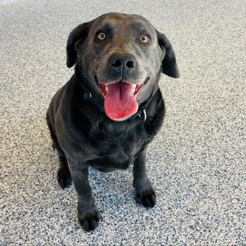 Ember, an adoptable Mixed Breed, Labrador Retriever in Great Falls, MT, 59404 | Photo Image 1