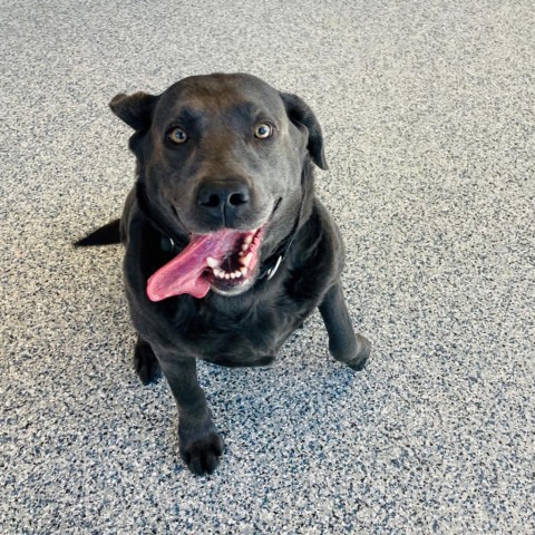 Ember, an adoptable Mixed Breed, Labrador Retriever in Great Falls, MT, 59404 | Photo Image 2