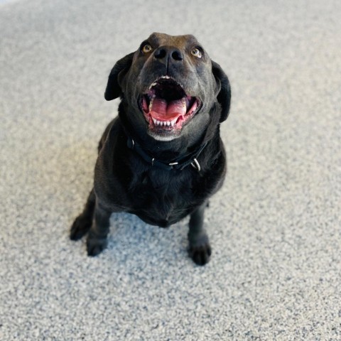 Ember, an adoptable Mixed Breed, Labrador Retriever in Great Falls, MT, 59404 | Photo Image 3
