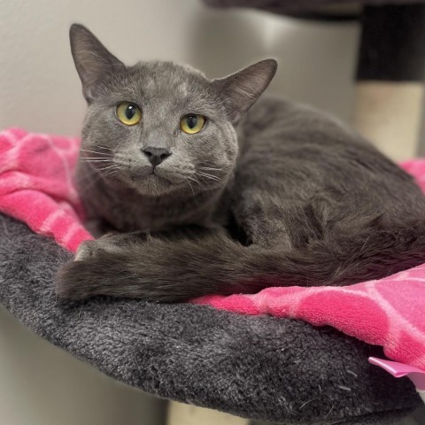 Thunder, an adoptable Domestic Short Hair in Great Falls, MT, 59404 | Photo Image 1