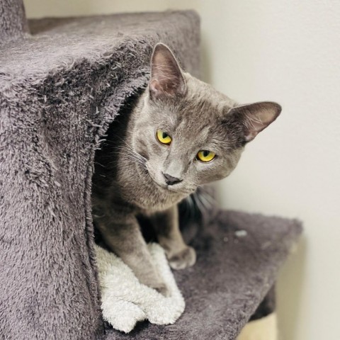 Thunder, an adoptable Domestic Short Hair in Great Falls, MT, 59404 | Photo Image 2