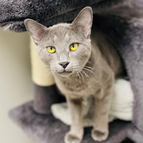 Thunder, an adoptable Domestic Short Hair in Great Falls, MT, 59404 | Photo Image 3