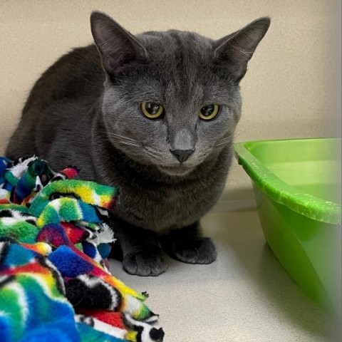 Thunder, an adoptable Domestic Short Hair in Great Falls, MT, 59404 | Photo Image 4