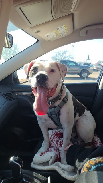 Dexxter, an adoptable American Bulldog in Topeka, KS, 66614 | Photo Image 1