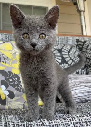 Jasper is a Russian blue little boy kitten He is sweet and loves to follow his brothers and sister