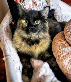 Wolfie Jane Wolfie is a 4-5 year-old domestic longhair with beautiful tortoiseshell coloring Alth