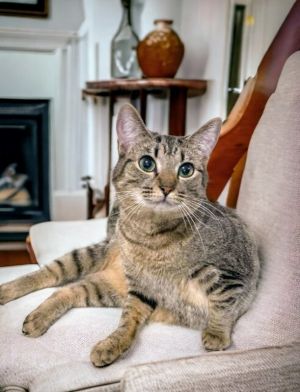 This sweet tabby girl is Elinor She is calm and loving She likes attention from her humans and wil