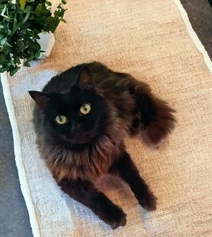 Fuzzy Domestic Long Hair Cat
