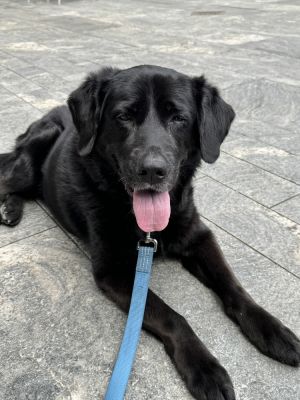 11 years 53lbs Lab Mix Spayed Is eligible to join our foster-to-adopt program starting that day 