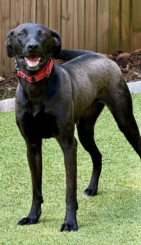 Stella