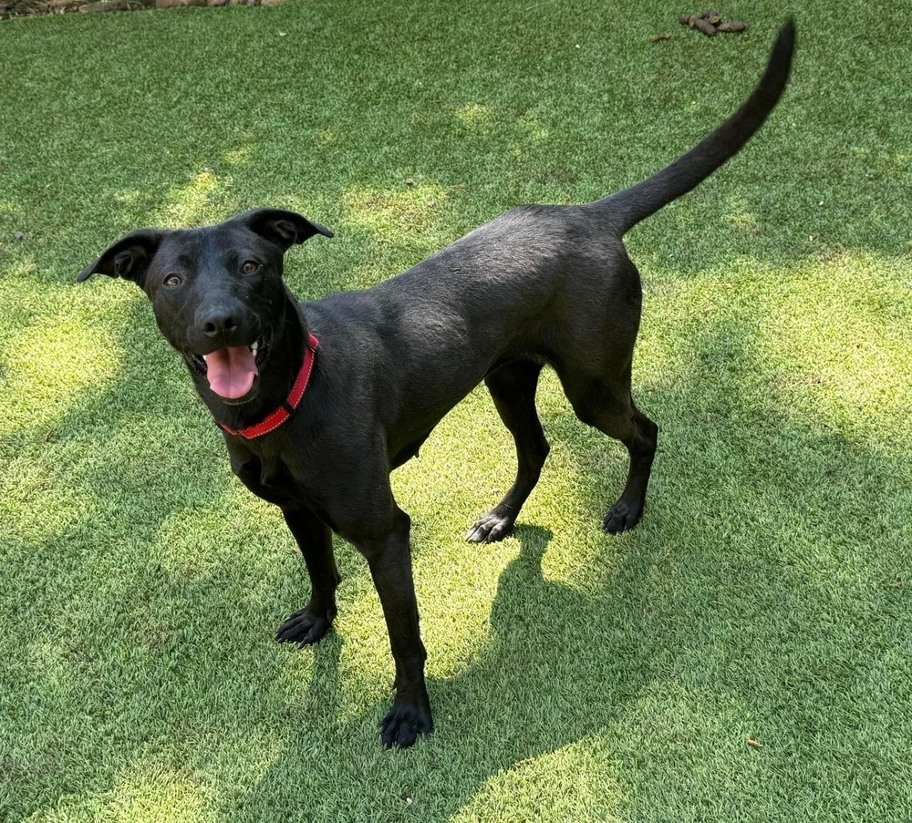 Stella