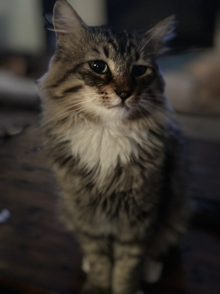 Felix - OR, an adoptable Domestic Medium Hair, Tabby in Keizer, OR, 97303 | Photo Image 3