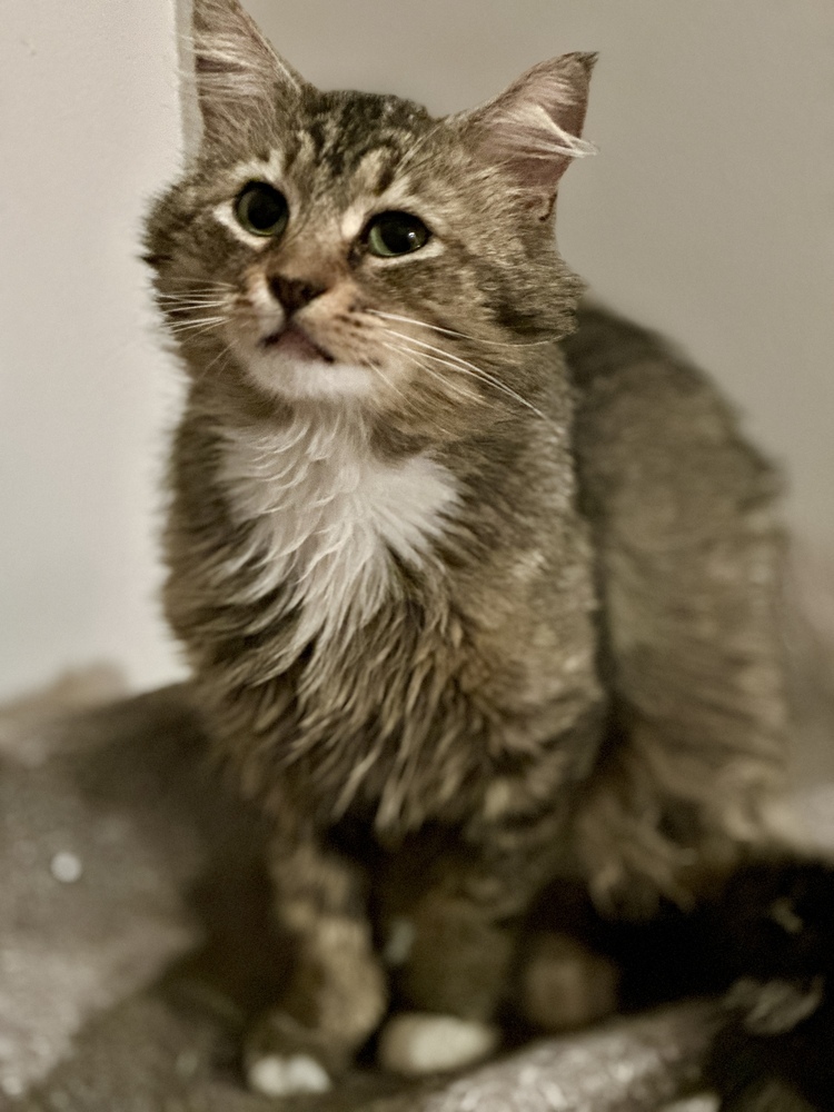 Felix - OR, an adoptable Domestic Medium Hair, Tabby in Keizer, OR, 97303 | Photo Image 4