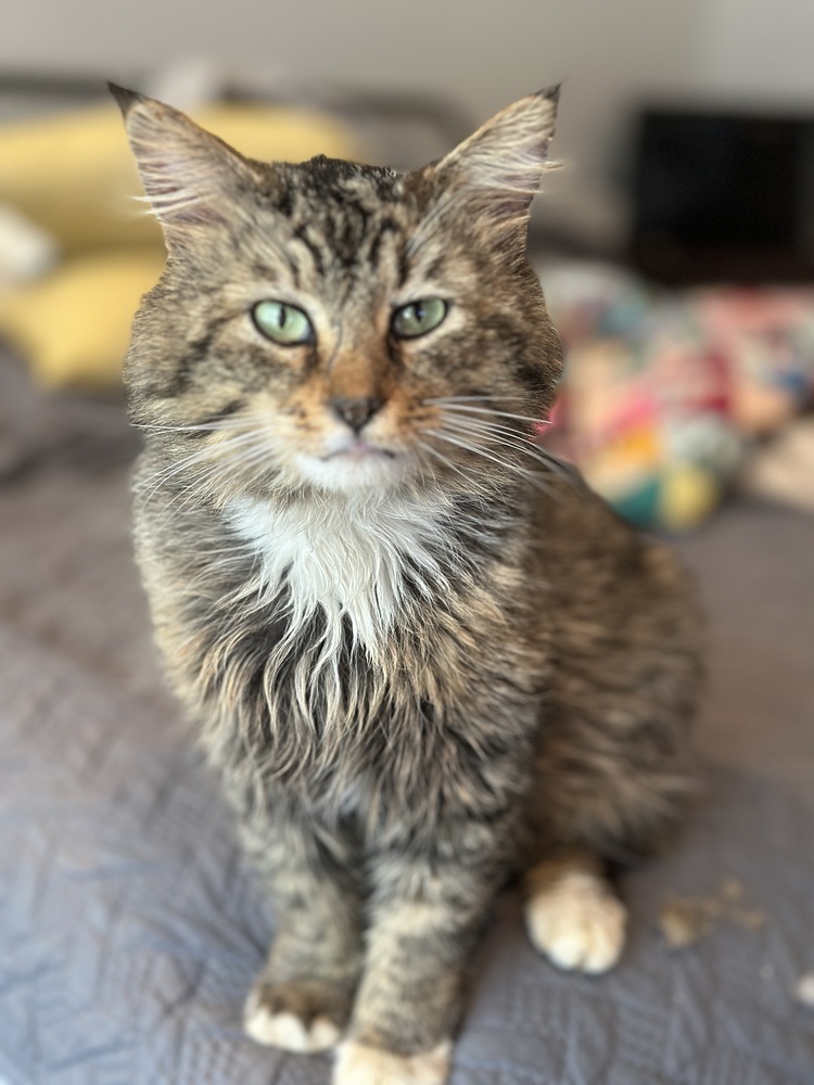 Felix - OR, an adoptable Domestic Medium Hair, Tabby in Keizer, OR, 97303 | Photo Image 6