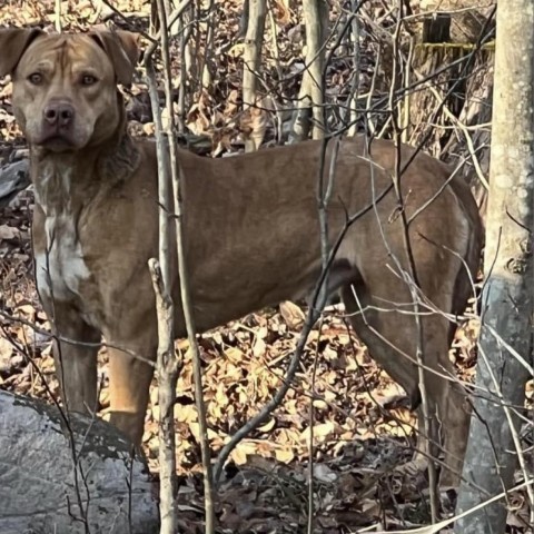 Koda, an adoptable Vizsla in Union City, PA, 16438 | Photo Image 1