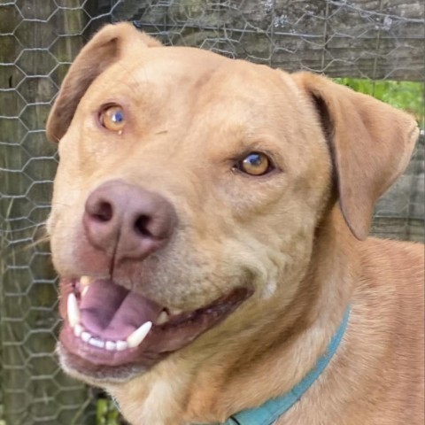 Koda, an adoptable Vizsla in Union City, PA, 16438 | Photo Image 1