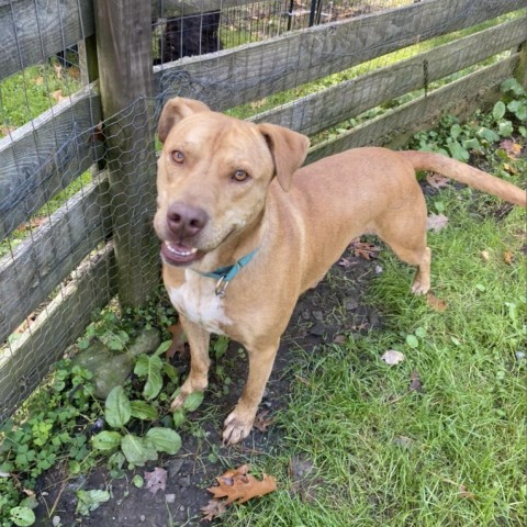 Koda, an adoptable Vizsla in Union City, PA, 16438 | Photo Image 3