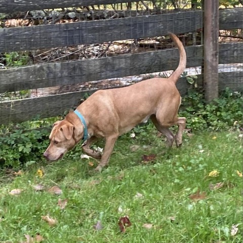 Koda, an adoptable Vizsla in Union City, PA, 16438 | Photo Image 4