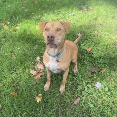 Koda, an adoptable Vizsla in Union City, PA, 16438 | Photo Image 5