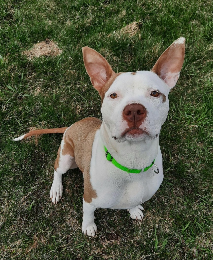 Daisy, an adoptable American Bulldog, Mixed Breed in Crandon, WI, 54520 | Photo Image 1