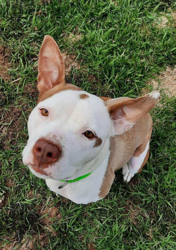 Daisy, an adoptable American Bulldog, Mixed Breed in Crandon, WI, 54520 | Photo Image 2