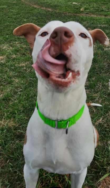 Daisy, an adoptable American Bulldog, Mixed Breed in Crandon, WI, 54520 | Photo Image 3