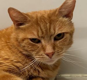Beam me up Scotty This lovely easy-going orange guy was rescued from an empty lot in Queens Hes 