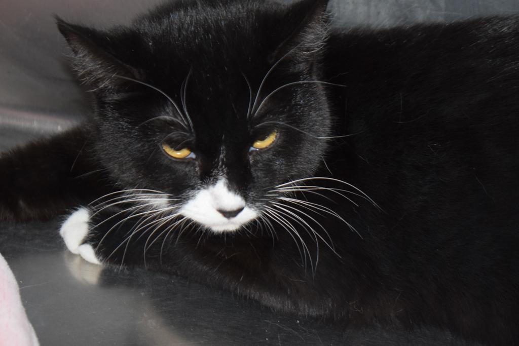 Two Tone, an adoptable Domestic Short Hair in Pahrump, NV, 89048 | Photo Image 1