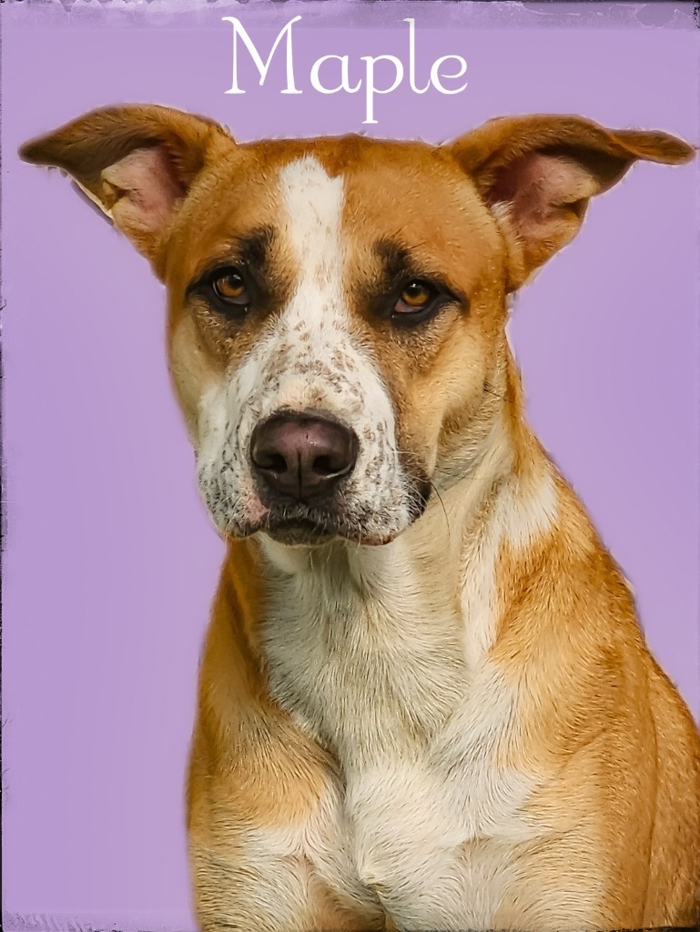 Maple, an adoptable Cattle Dog, Labrador Retriever in Gold Beach, OR, 97444 | Photo Image 1