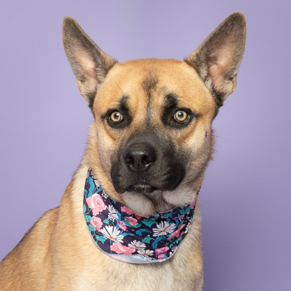 Granger, an adoptable German Shepherd Dog, Mixed Breed in Caldwell, ID, 83607 | Photo Image 1