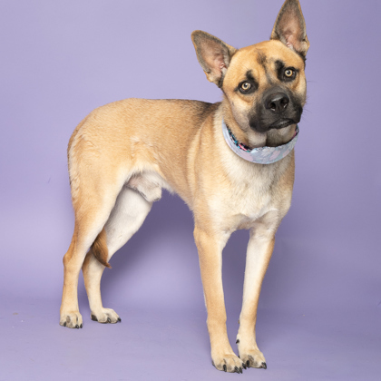 Granger, an adoptable German Shepherd Dog, Mixed Breed in Caldwell, ID, 83607 | Photo Image 2