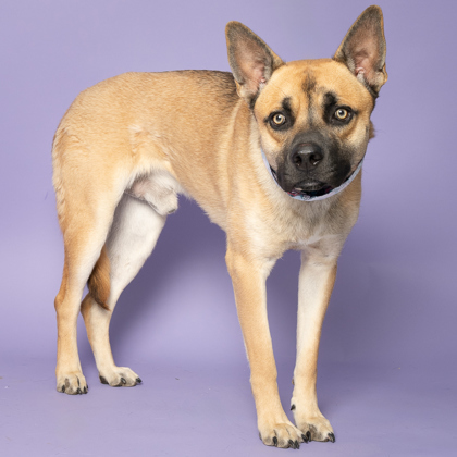 Granger, an adoptable German Shepherd Dog, Mixed Breed in Caldwell, ID, 83607 | Photo Image 3